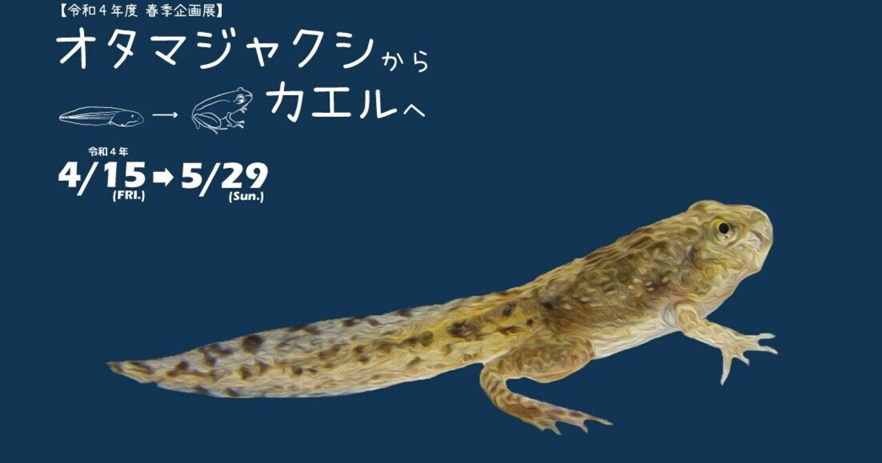 春季企画展「オタマジャクシからカエルへ」に関するツィート｜豊田