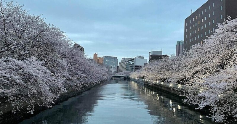 近所の桜🌸