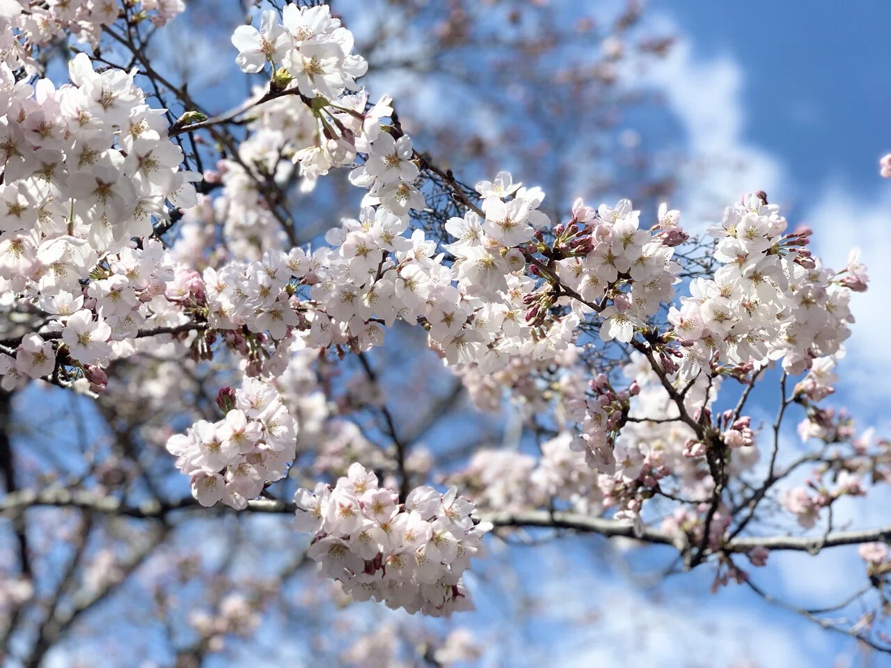 下妻市の桜まつり Kujuプロダクション Note 下妻市の桜まつり Kujuプロダクション Note