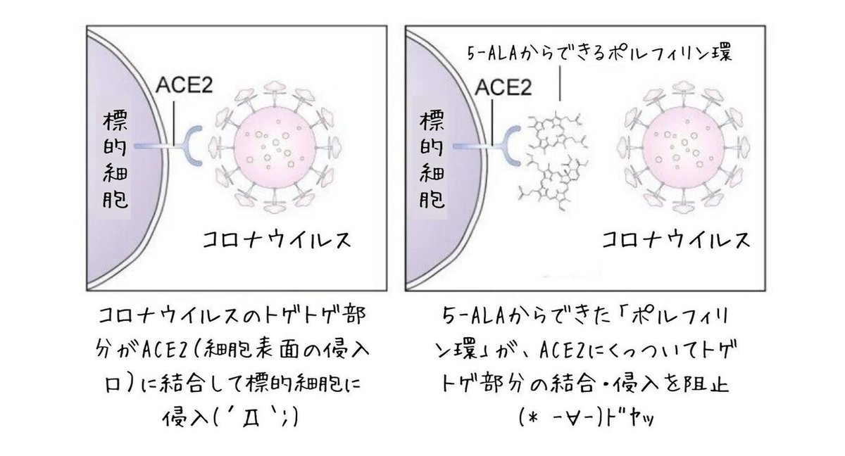 ５-ALAが集まってできた「ポルフィリン環」が、コロナウイルスがACE2に結合するのを阻止 (  -∀-)ﾄﾞﾔｯ