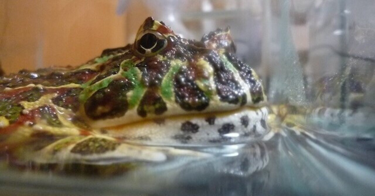 ツノガエルの保温について その一 高橋宏幸 Note ツノガエルの保温について その一 高橋宏幸 Note