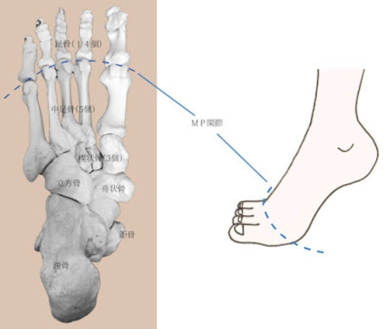足の骨とmp関節 ミヤジマ リカ Note