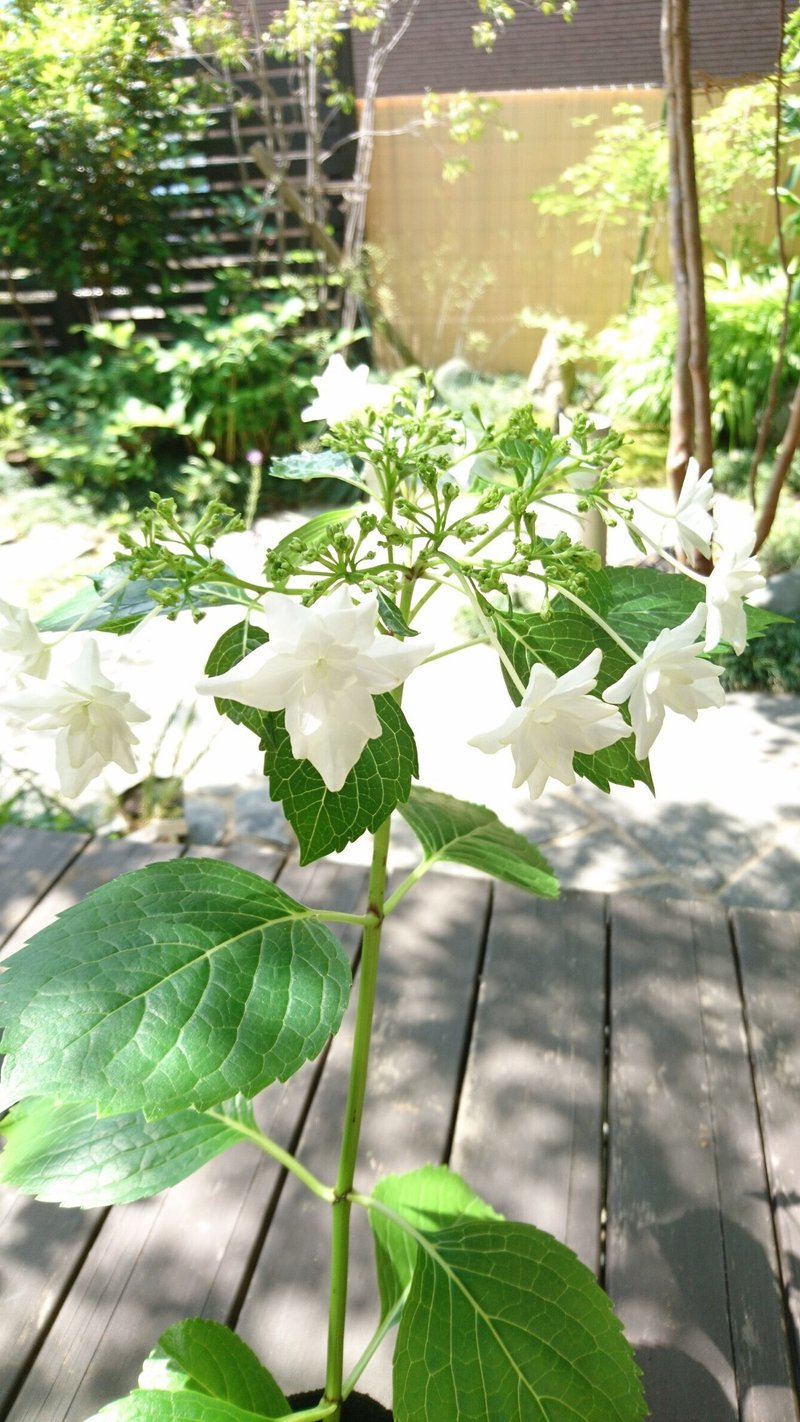 3枚目　隅田の花火商品写真④200530_copy_1339x2380