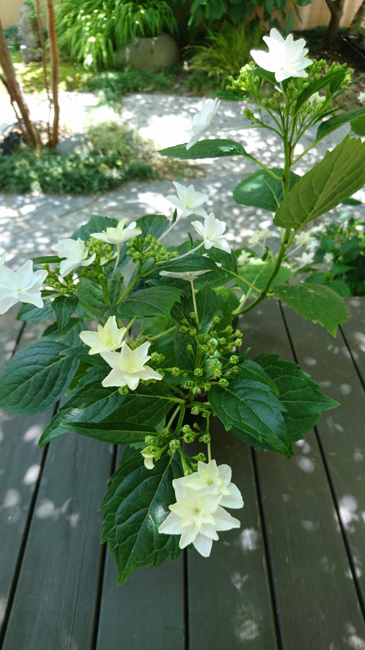 4枚目　隅田の花火縁側商品写真⑧200602_copy_1404x2496