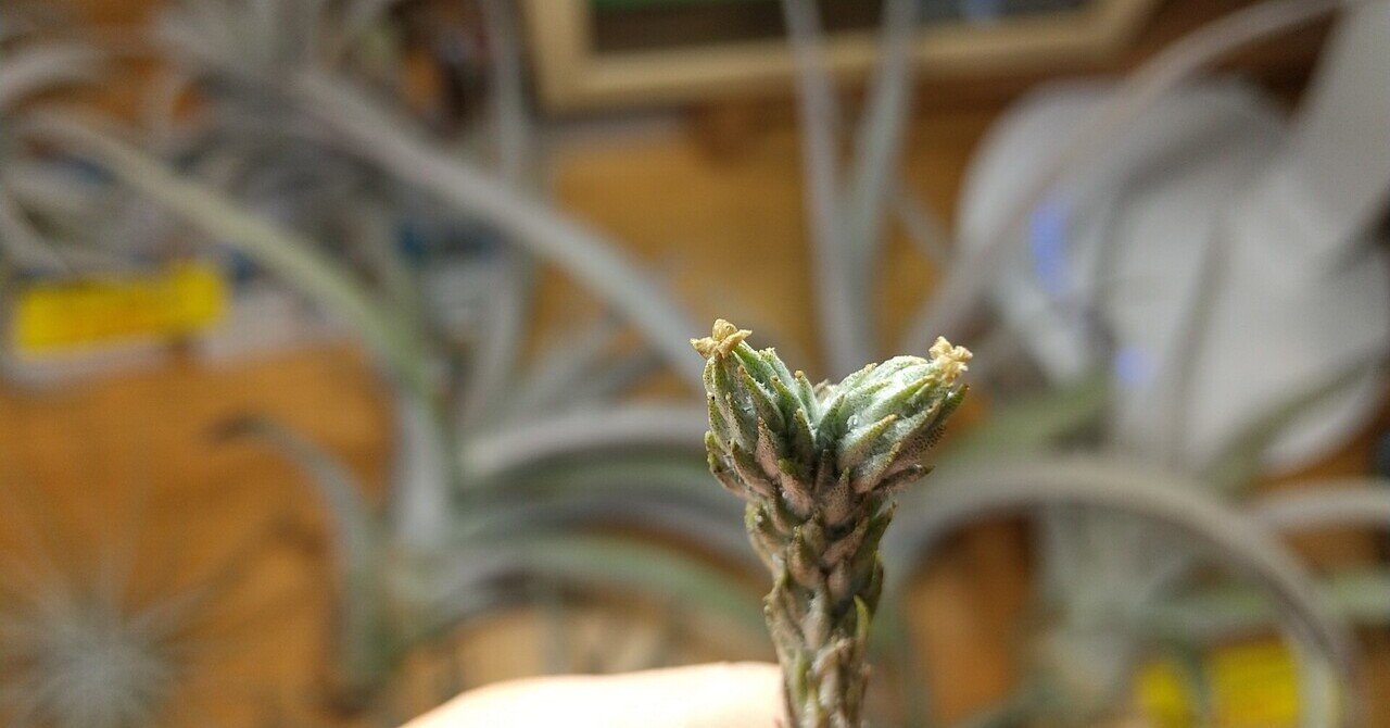 チランジア入荷リスト4/7｜NatureGarden🌿神田