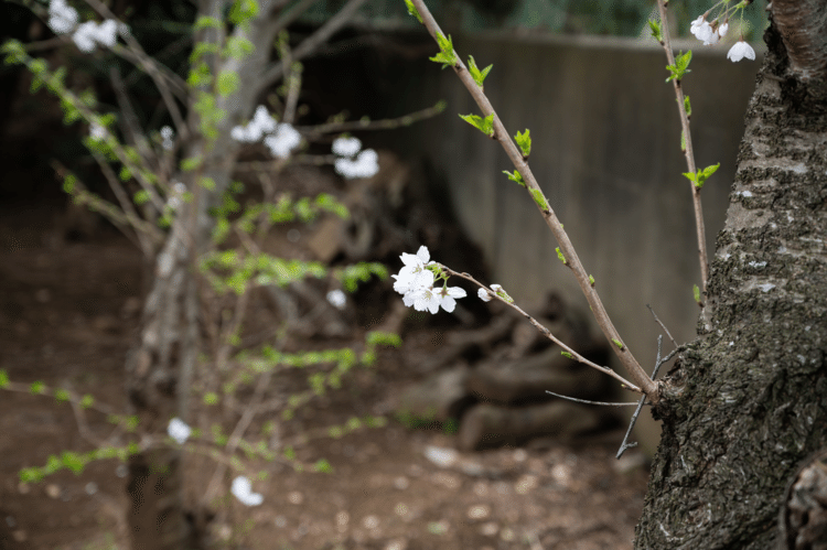 今年はタイミングが合わなくて桜があんまり撮れなかった。