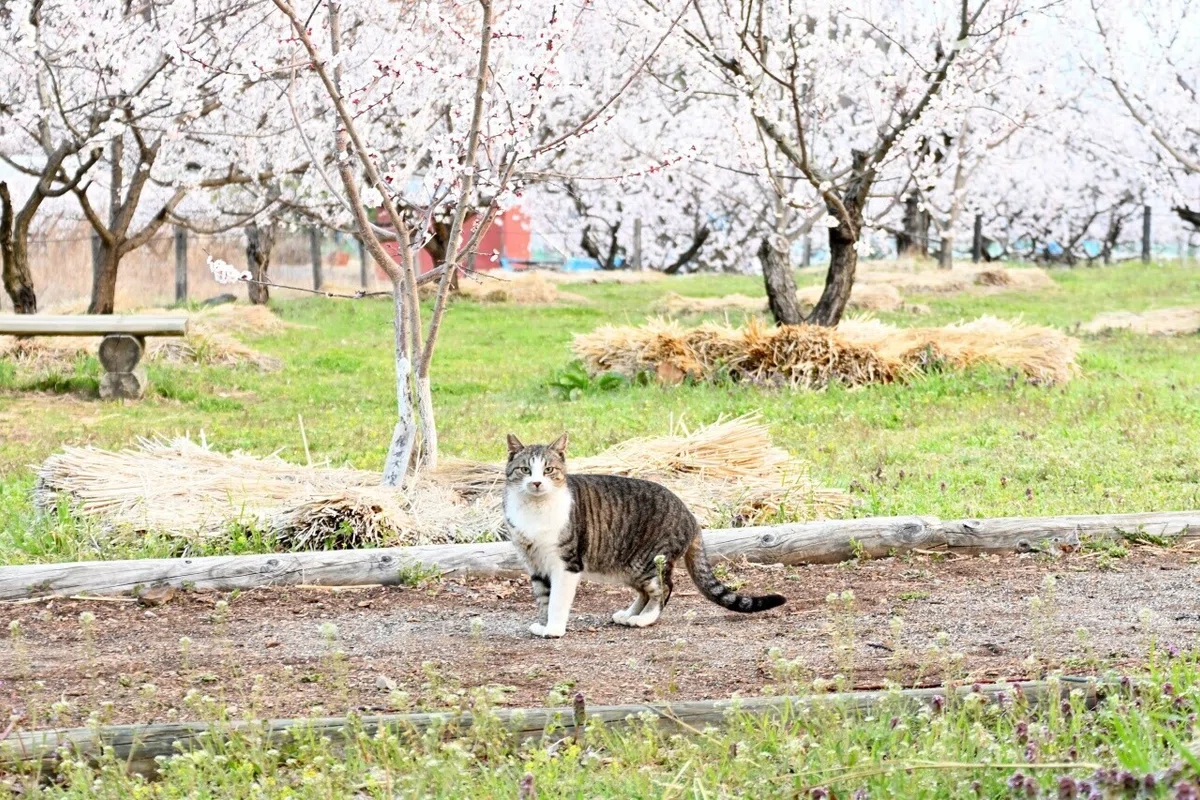 画像11