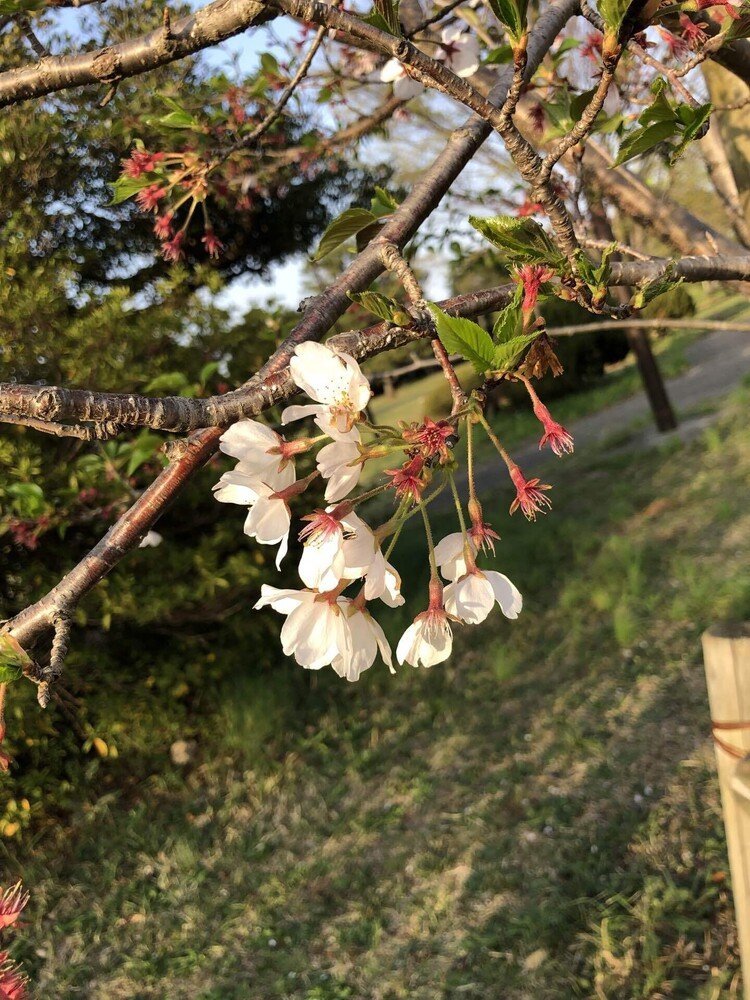 終わりかけの桜