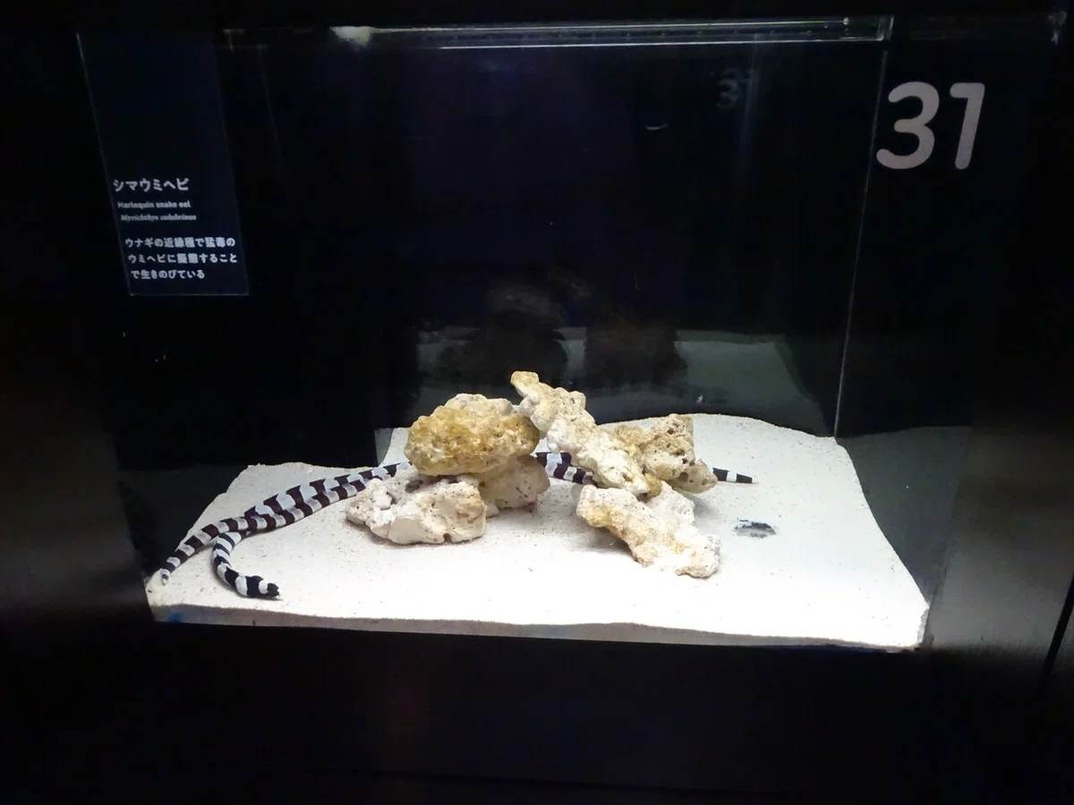 画像74