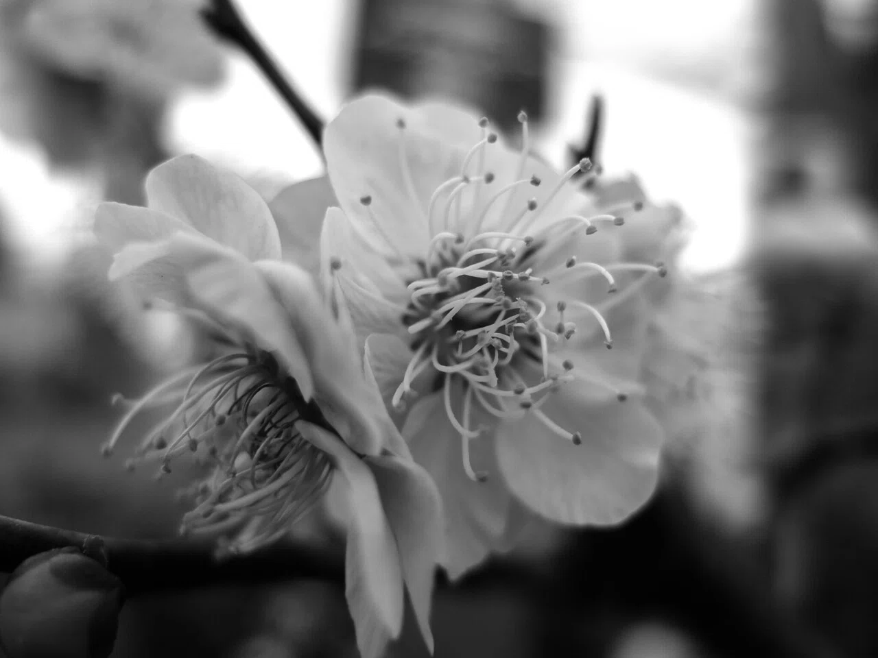いまさらですが、FUJIFILMのコンデジX10をお迎え。|©︎Reo いまさらですが、FUJIFILMのコンデジX10をお迎え。|©︎Reo