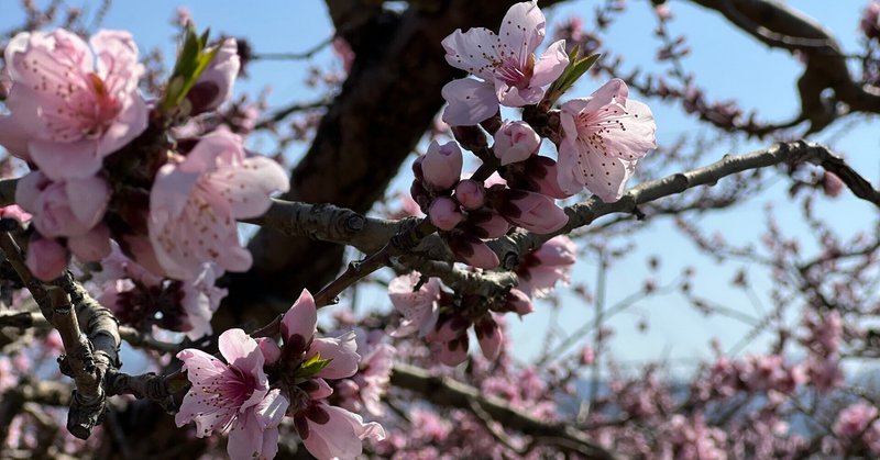 韮崎の桃 開花！