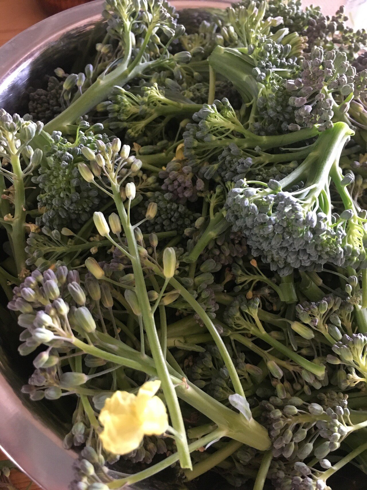 大体 花は辛いものなのだけどブロッコリーやケールの花は割と甘めだった 新発見 花咲いたら花を食べてもいいんだね ブロッコリー は海外では生で食べるらしいけど 確かに畑で味見をしてると 別に茹でなくてもよく 絢 高知 Note 大体 花は辛いものなのだけどブロッコリーやケールの花は割と甘めだった 新発見 花咲いたら花を食べてもいいんだね ブロッコリー は海外では生で食べるらしいけど 確かに畑で味見をしてると 別に茹でなくてもよく 絢 高知 Note
