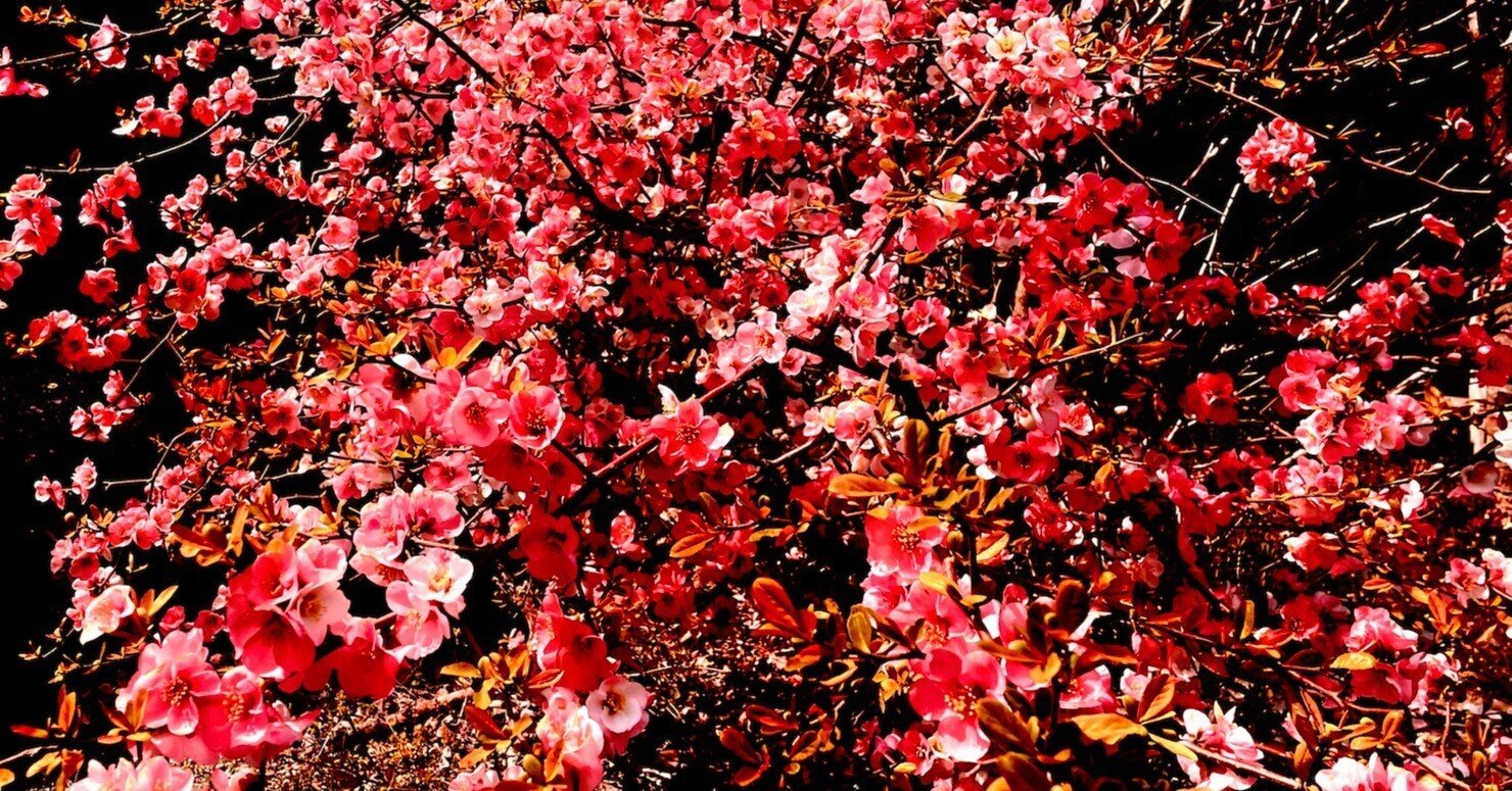 思い違いも花肌しい 秘すれば花なり秘せずは花なるべからず 世阿弥 風姿花伝 という言葉をご存じでしょうか 秘めるからこそ花になる 秘めねば花 の価値は失 桑原茂一 Note