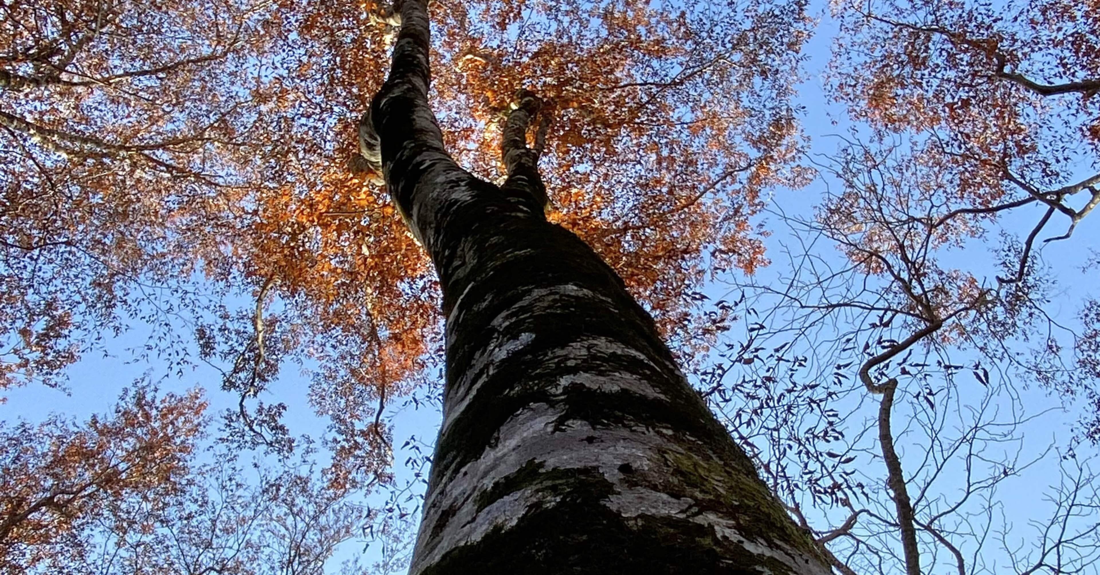 61782b1874aaa46aa66073a879b07c