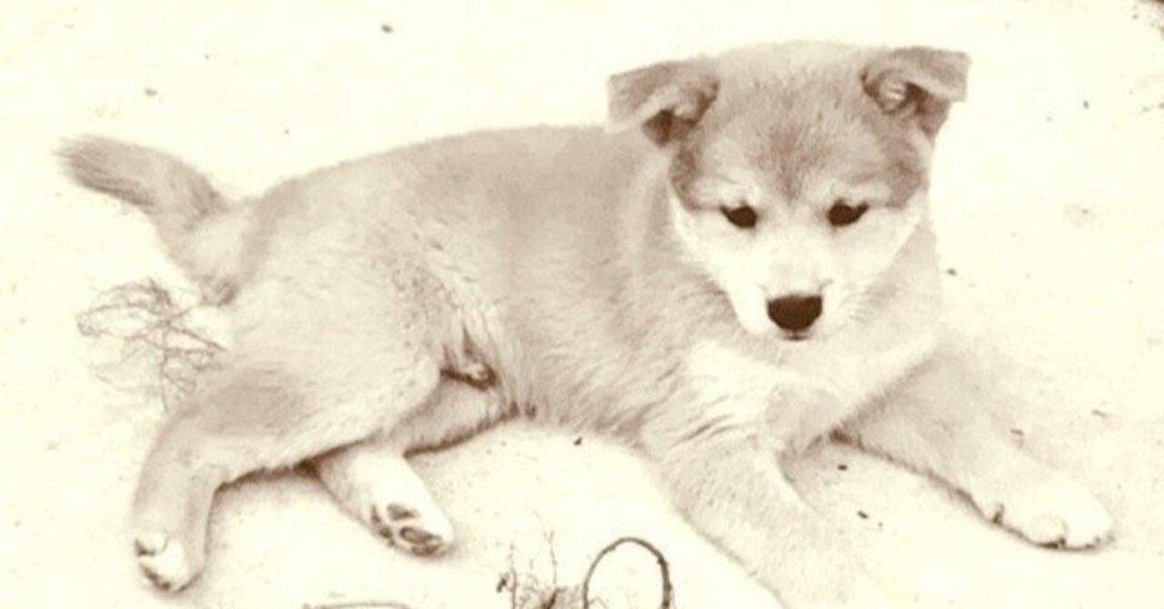 日本レスキュー協会とは!?レスキュー犬、セラピードッグ 兵庫県伊丹市