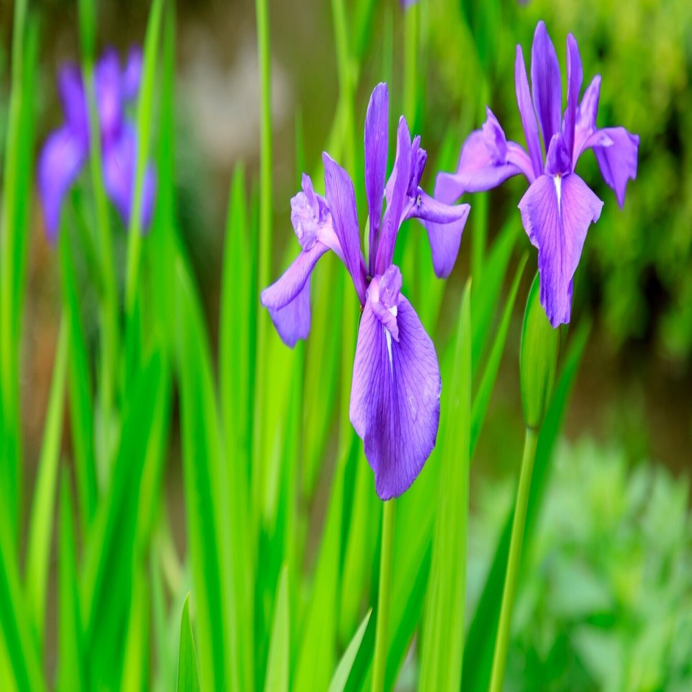 杜若われに発句のおもひあり 芭蕉の風景 ほんのひととき Note