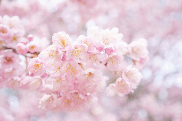 城山公園の椿寒桜