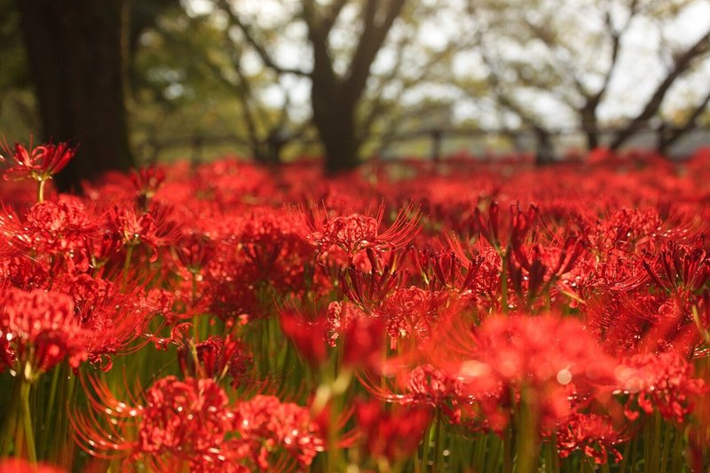 巾着田曼珠沙華公園