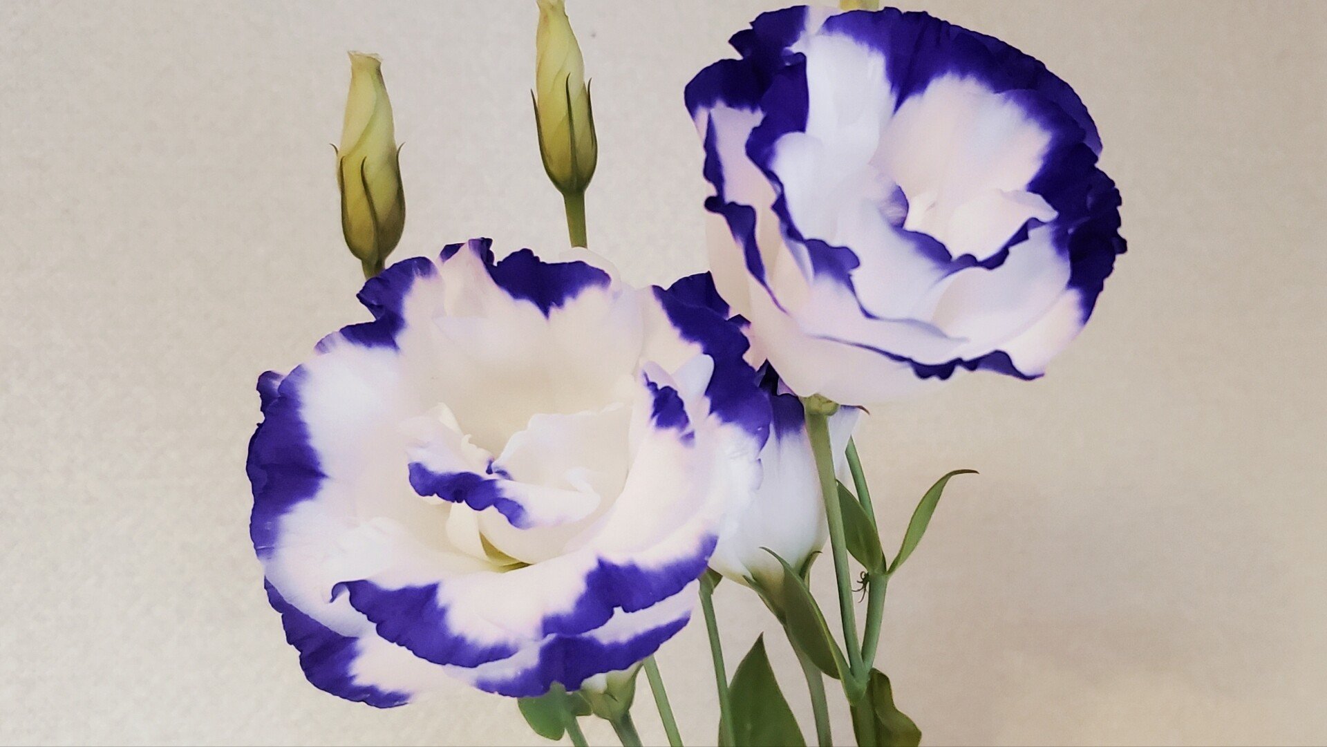 お花屋さんで働く の新着タグ記事一覧 Note つくる つながる とどける