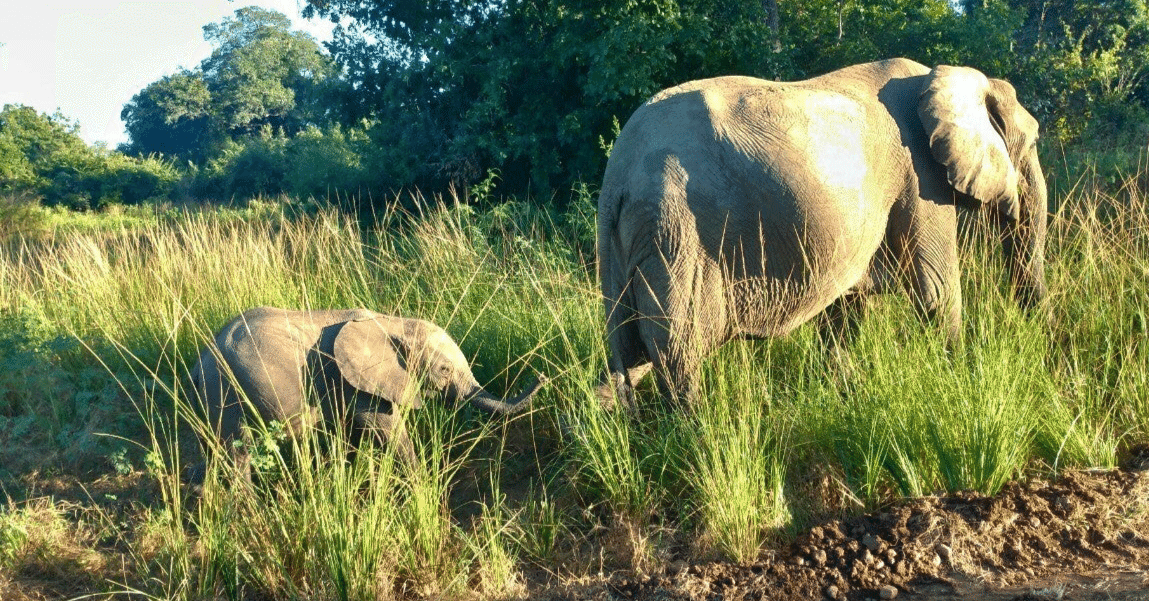 不放逸 (ふほういつ) 直管形蛍光ランプ20W1灯 ［生産終了品］(FBD2102S)：日立