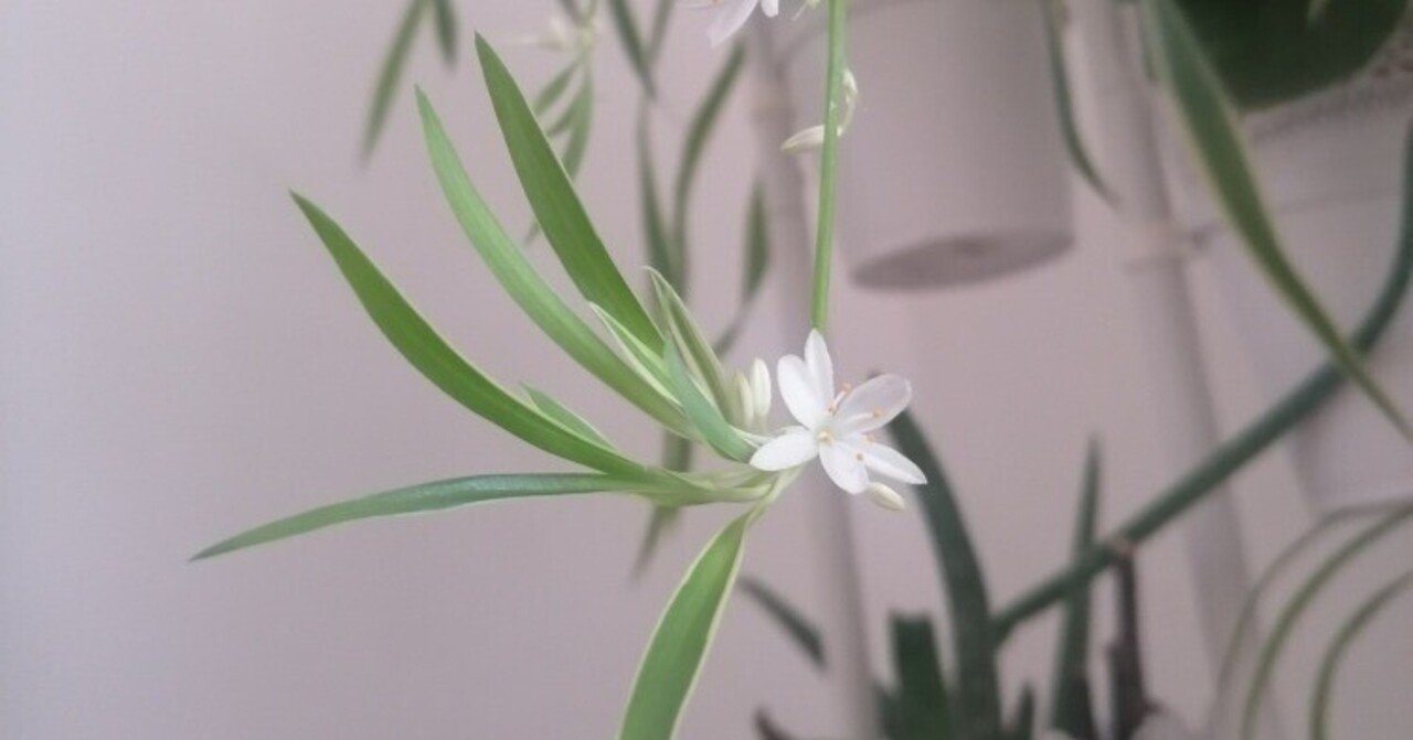 観葉植物 オリヅルランの花が咲いた Kan Note 観葉植物 オリヅルランの花が咲いた Kan Note