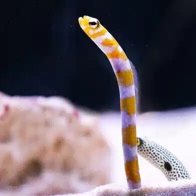 33タイヨウノヒカリ
