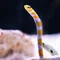 33タイヨウノヒカリ