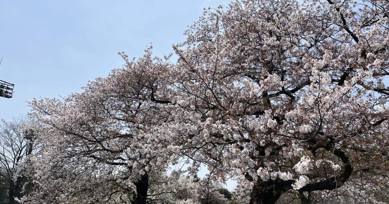 春は子どもたちとお花見ピクニック