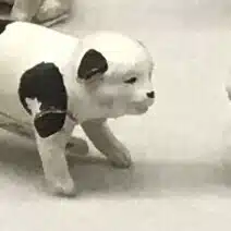 笹鰈