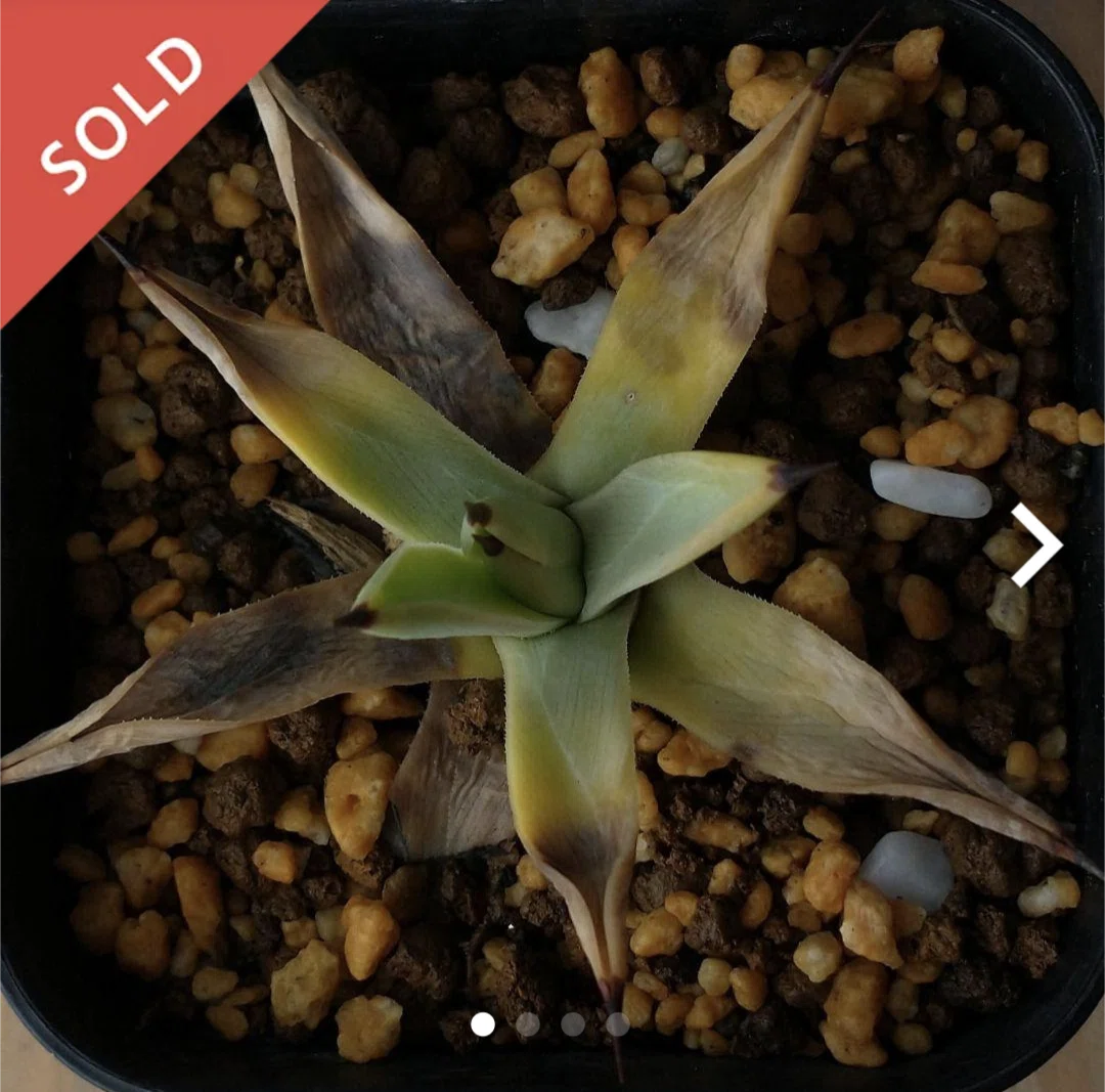 メルカリで稀少アガベ「冥王」入手！※ただし、｜うめすけ / 多肉植物歴 