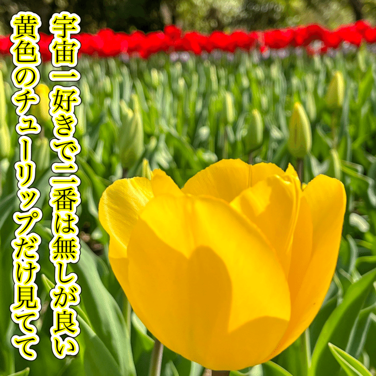 宇宙一好きで二番は無しが良い　黄色のチューリップだけ見てて　　　　#短歌写真部 #NHK短歌 #短歌 #tanka #短歌フォト　
