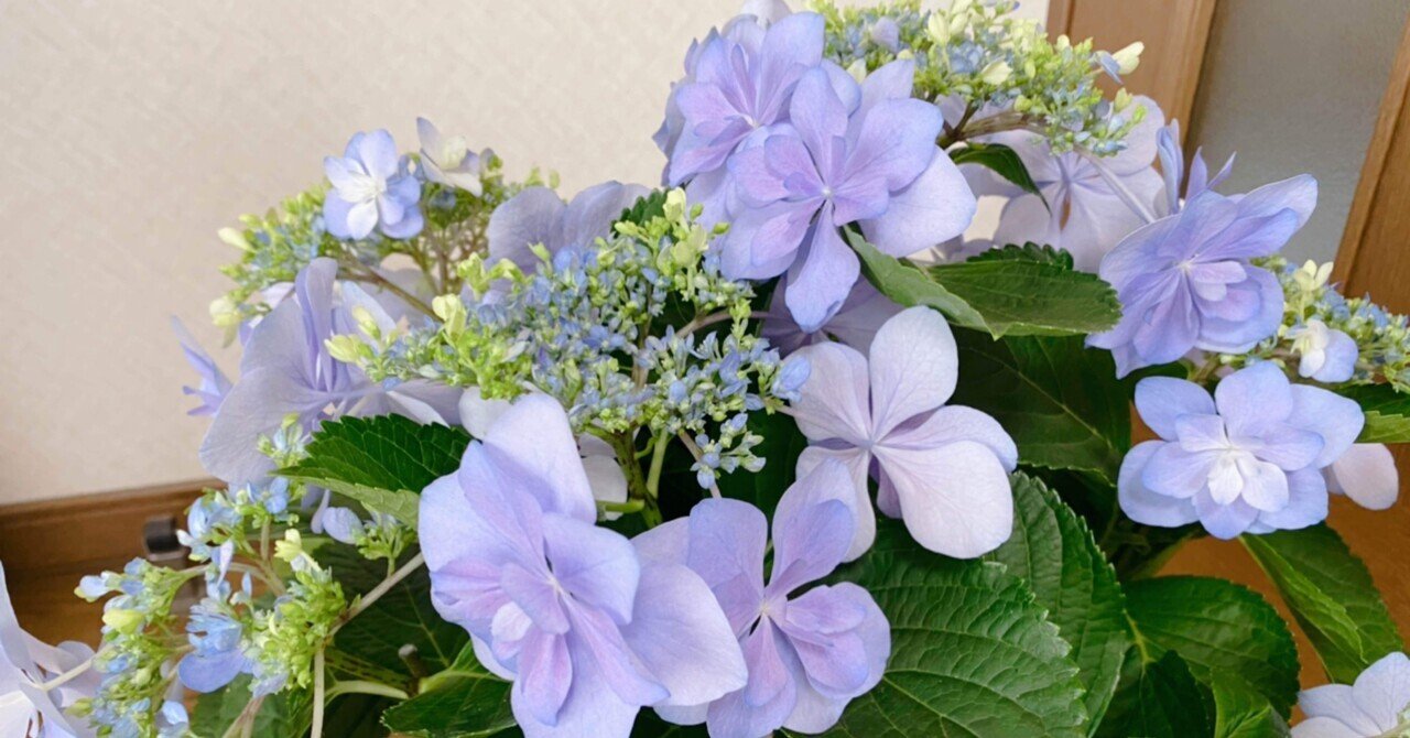 Hydrangea ハイドランジア ベルベリス Hydrangea ハイドランジア ベルベリス Hydrangea ハイドランジア