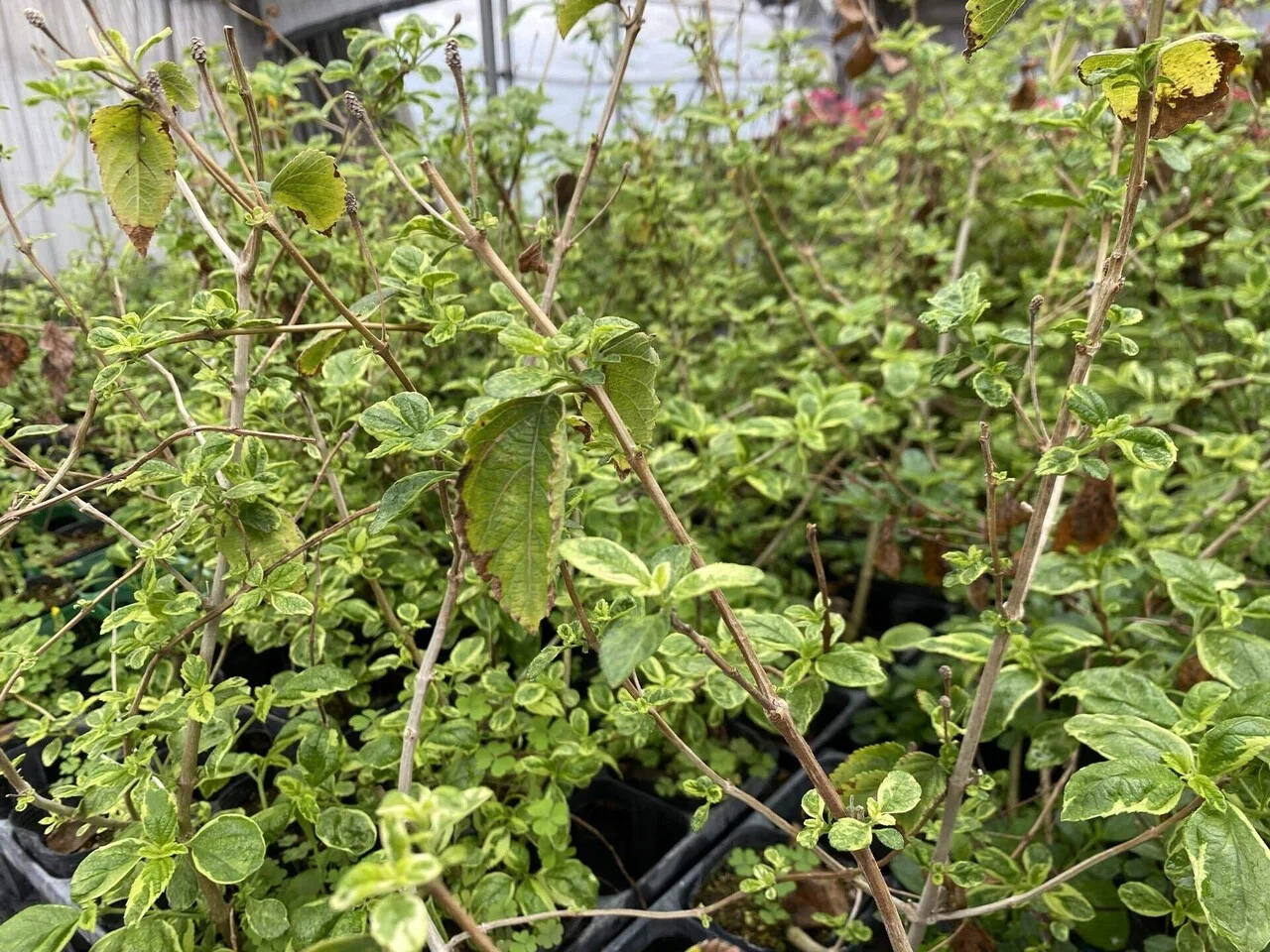 18 クローン植物｜相徳夏輝 (あいとくなつき)