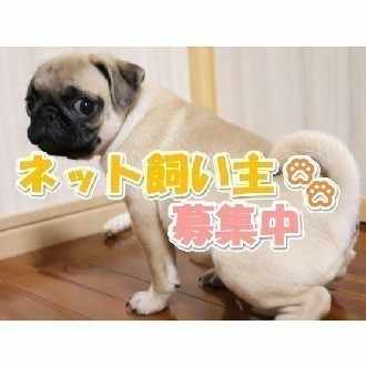 パグ座りを覚えたきなこ きなこもち Note