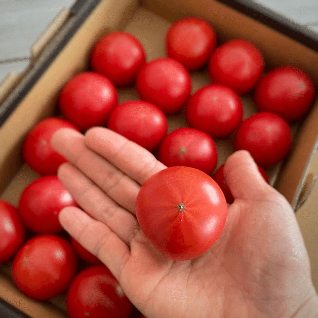 トマト紹介】味良来トマト｜トマトコンシェルジュYumi