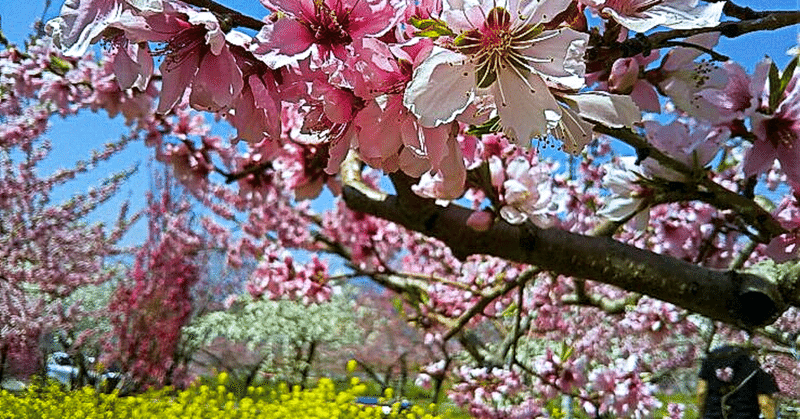 桃と桜と富士山を見に行く…そしてなぜか横溝正史の「密室完成」わし流ショボ鉄たび㉕…い～かげんな撮り鉄⑲合同