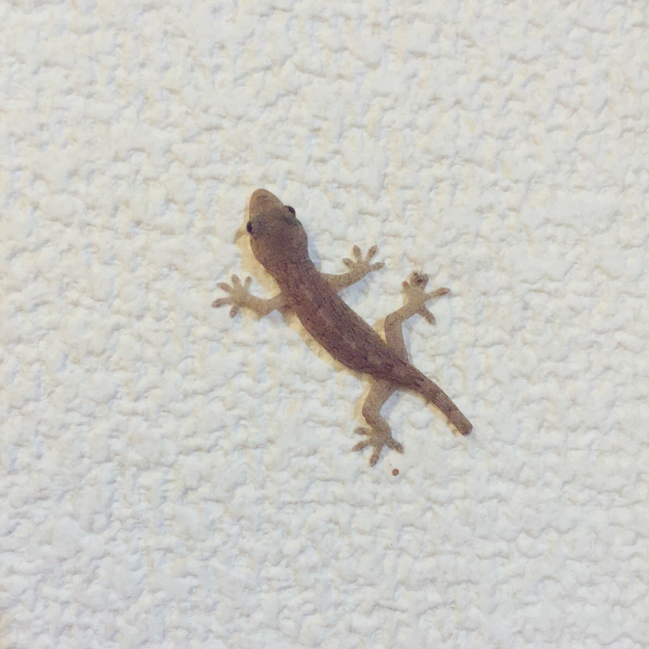 猫に狩られてしまったかと思っていた事務所に住むヤモリ君が生きていた しかし 我が家の猫に見つかって追い回され 置いてあったスリッパの奥に逃げ込むも 猫に入り口を抑えられて万事休す となっているところを見 狭井八矢日 Sai Hayahi Note