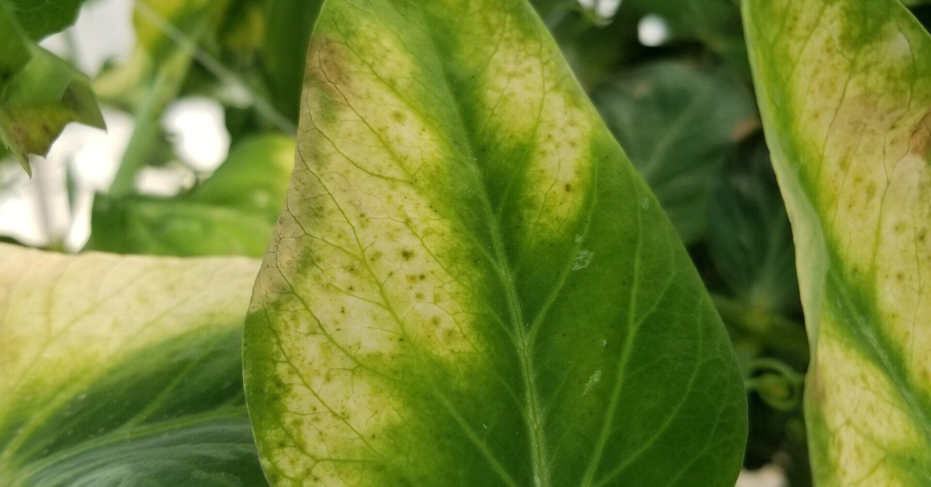スナップエンドウ 葉が黄色い カルシウム欠乏 ミライ菜園 Note スナップエンドウ 葉が黄色い カルシウム欠乏 ミライ菜園 Note