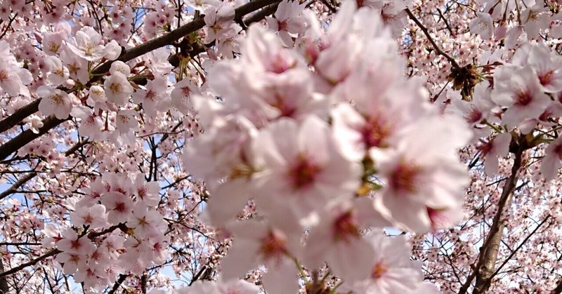 桜という花に思いをのせて。そして今日の一曲。