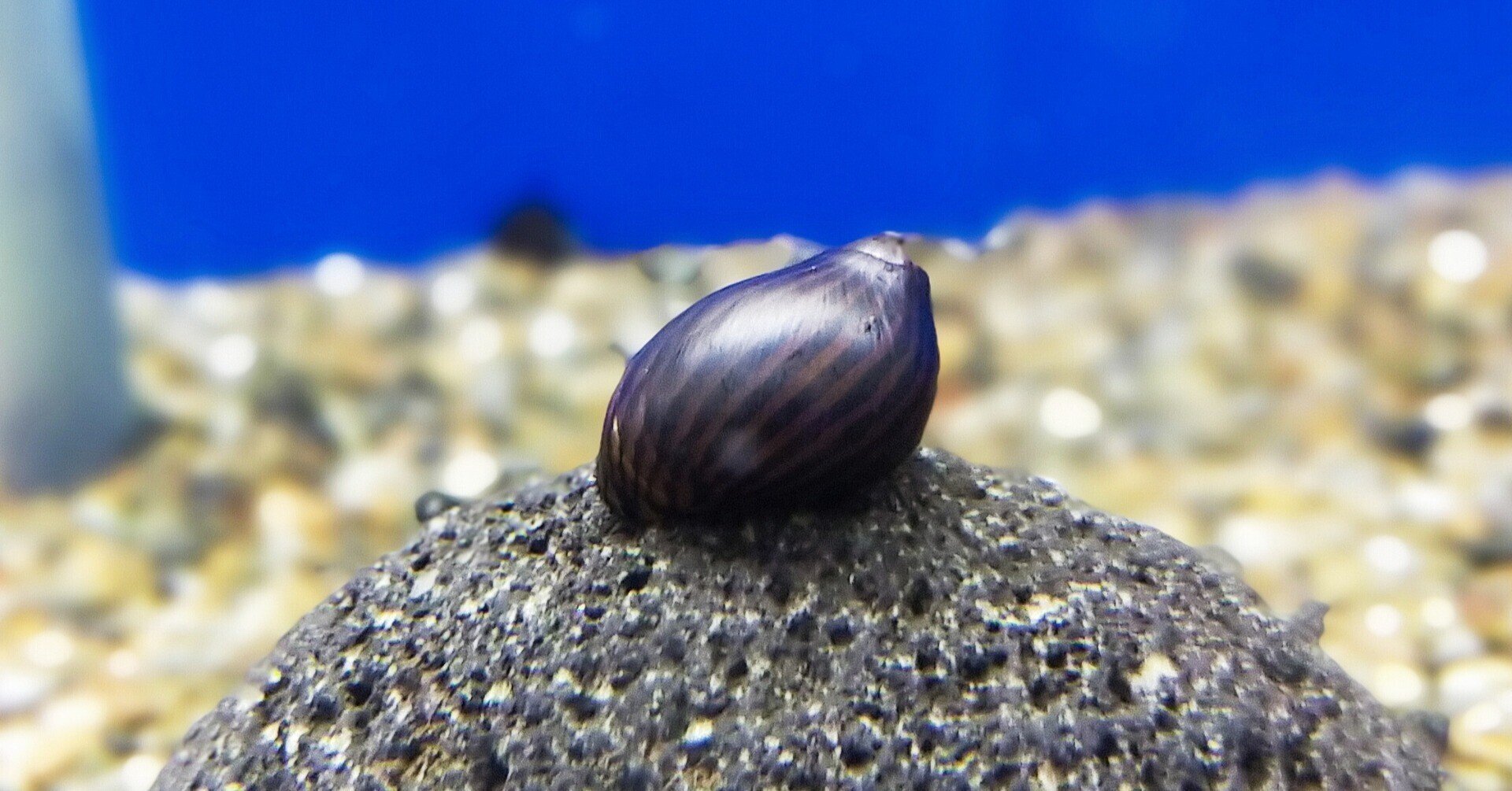 コケ取り貝が水槽内で死んでしまう理由 アクアステージ21スナモ店 Note コケ取り貝が水槽内で死んでしまう理由 アクアステージ21スナモ店 Note