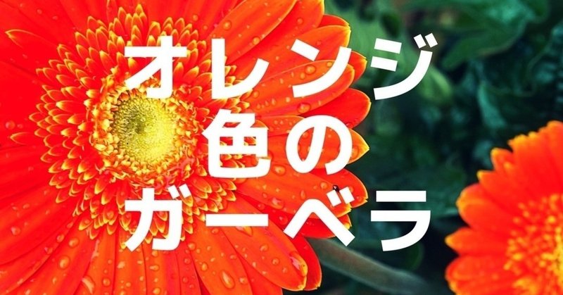 【モチーフ小説】オレンジ色のガーベラ