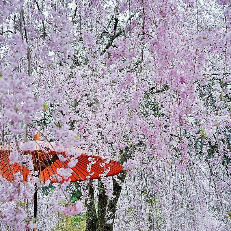 ありがとう。今年も降るように咲き乱れていました。