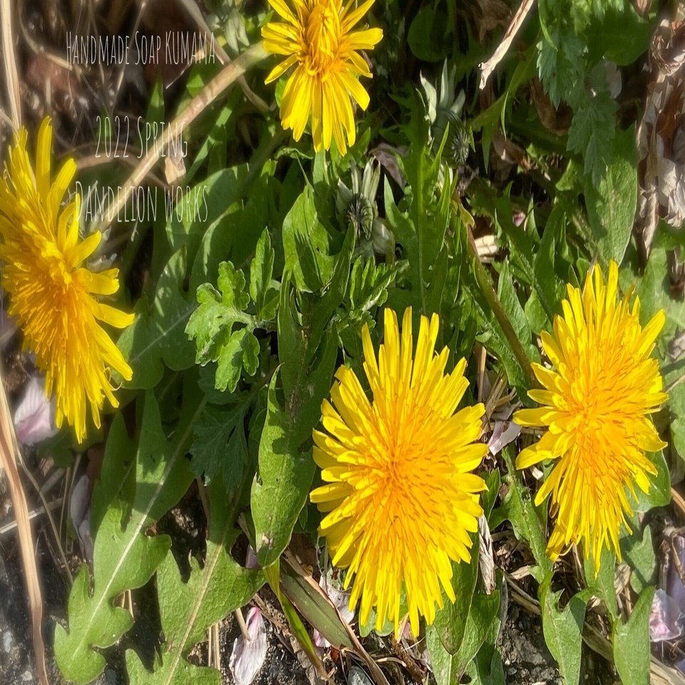 タンポポの黄色 22spring ゆりくま せっけんと葉っぱと色と香り Note