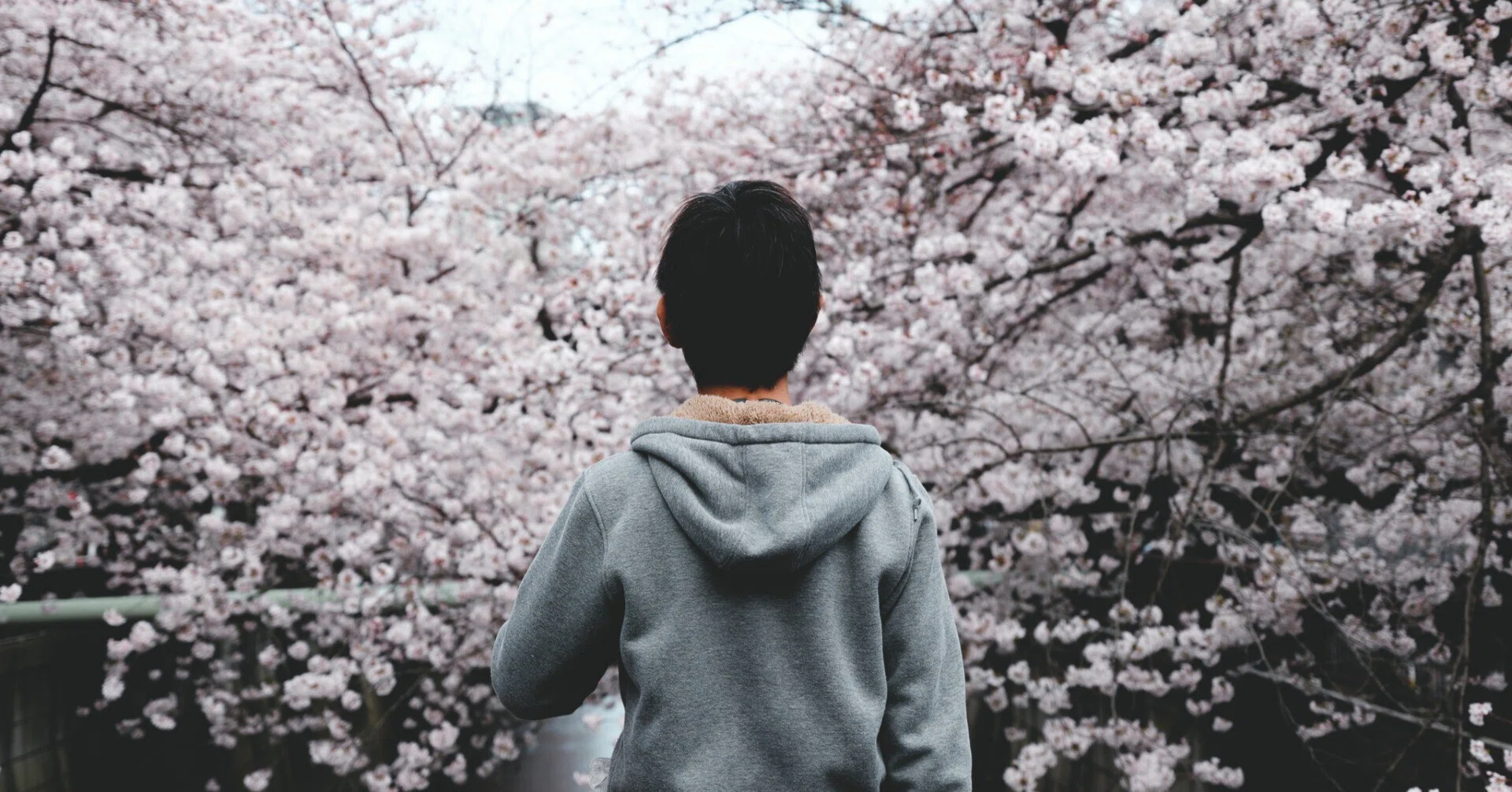 今年撮った東京の桜【写真40枚】｜Nocchi(のっち)