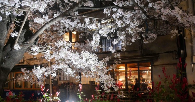 37.京都御所から円山公園の一重白彼岸枝垂桜、祇園白川へ