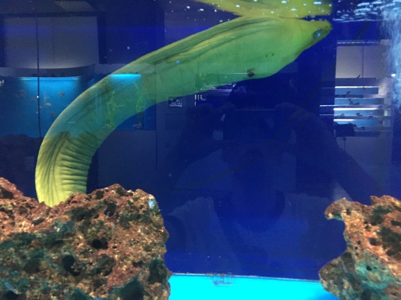 東京タワー水族館は興味深い 男性ブランコ平井まさあき Note