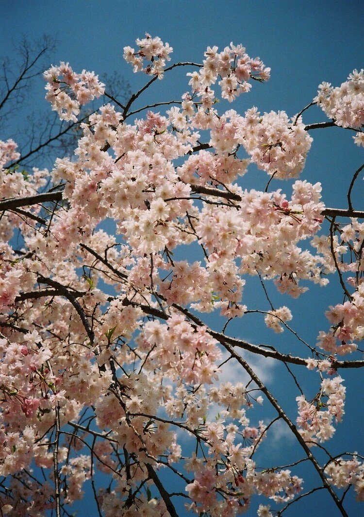 OLYMPUS 35RCの撮影見本　その①　OLYMPUS 35RCはマニュアル撮影が可能なメカニカルシャッター機です。撮影場所は大阪城。ソメイヨシノ桜は終わりかけでしたが、この木は満開でした。種類が違うのでしょうか？