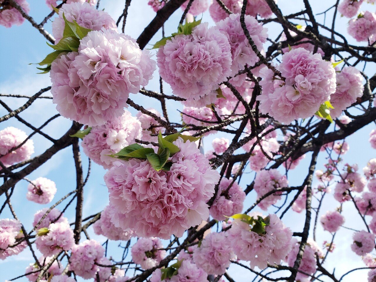 造幣局 桜の通り抜け🌸｜ひばりん