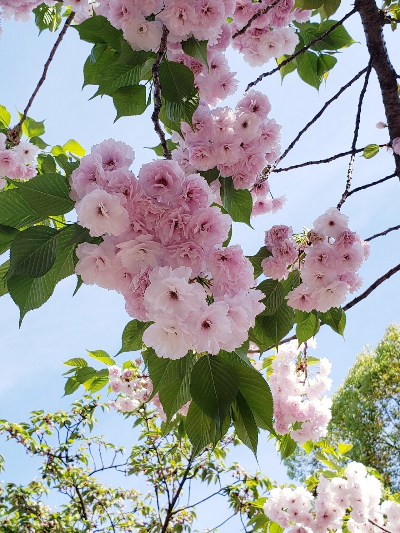 全てのアイテム 桜の通り抜け記念 平成27年 純銀メダル『一葉
