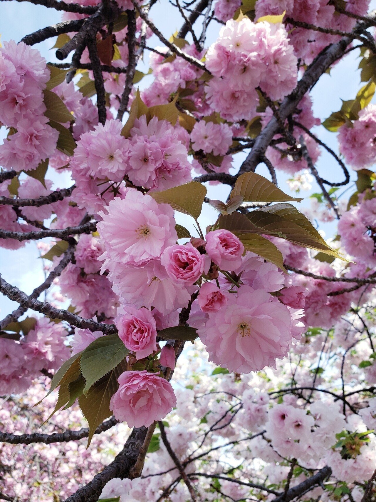 造幣局 桜の通り抜け🌸｜ひばりん